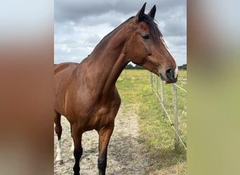 Tuigpaard, Yegua, 14 años, 164 cm, Castaño