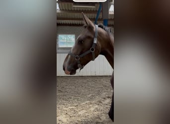 Tuigpaard Mestizo, Yegua, 3 años, 155 cm, Castaño