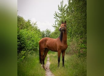 Tuigpaard, Yegua, 3 años, 160 cm, Castaño