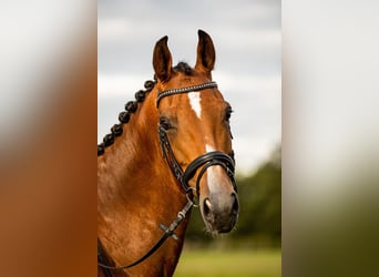 Tuigpaard, Yegua, 9 años, 158 cm, Castaño