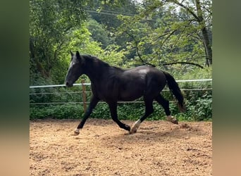 Tungt varmblod, Hingst, 2 år, 165 cm, Svart