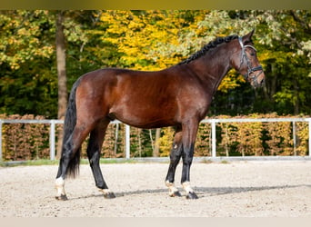 Tungt varmblod, Hingst, 2 år, Mörkbrun