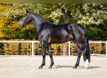 Tungt varmblod, Hingst, 2 år, Rökfärgad svart