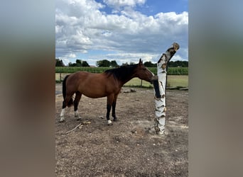 Tungt varmblod, Sto, 2 år, 170 cm, Brun