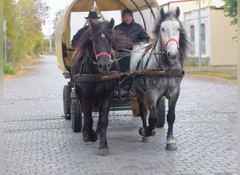 Schweres Warmblut, Stute, 8 Jahre, 155 cm, Rappe