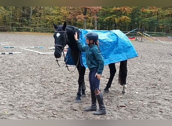 Tungt varmblod, Valack, 3 år, 164 cm, Svart