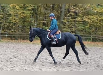 Tungt varmblod, Valack, 3 år, 164 cm, Svart