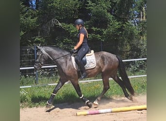 Tungt varmblod Blandning, Valack, 3 år, 167 cm, Grå-mörk-brun