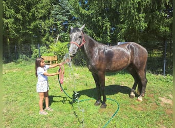 Tungt varmblod Blandning, Valack, 3 år, 167 cm, Grå-mörk-brun