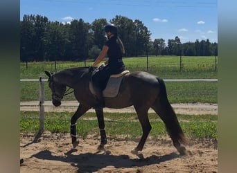 Tungt varmblod Blandning, Valack, 3 år, 167 cm, Grå-mörk-brun