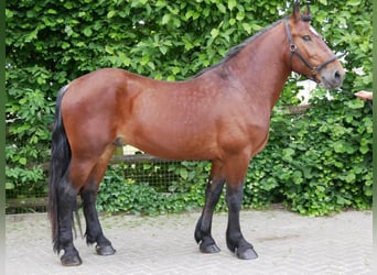 Schweres Warmblut, Wallach, 4 Jahre, 155 cm