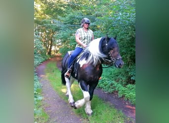 Tungt varmblod Blandning, Valack, 4 år, 160 cm, Pinto