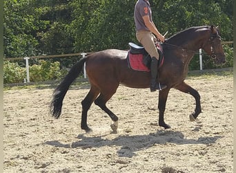 Schweres Warmblut, Wallach, 4 Jahre, 168 cm, Dunkelbrauner