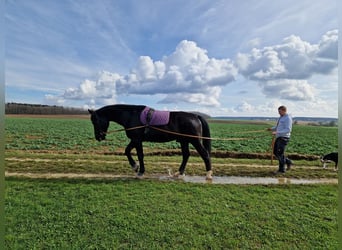 Tungt varmblod, Valack, 4 år, 169 cm, Svart