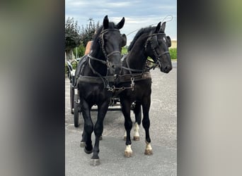 Tungt varmblod, Valack, 4 år, 170 cm, Svart