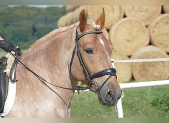 Schweres Warmblut, Wallach, 5 Jahre, 155 cm, Rotschimmel