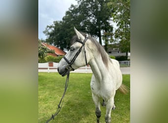 Tungt varmblod, Valack, 6 år, 163 cm, Grå