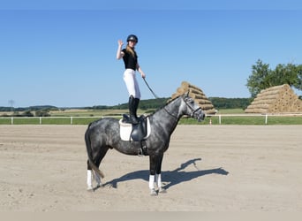 Tungt varmblod, Valack, 8 år, 162 cm, Grå