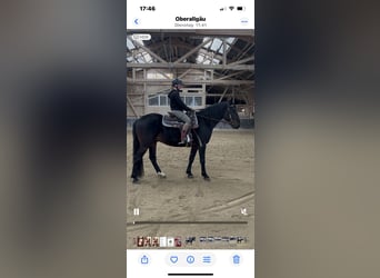 Turco/Kabardino, Caballo castrado, 13 años, 160 cm, Castaño oscuro