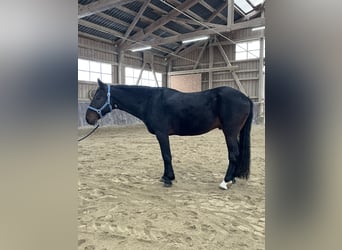 Turco/Kabardino, Caballo castrado, 13 años, 160 cm, Castaño oscuro