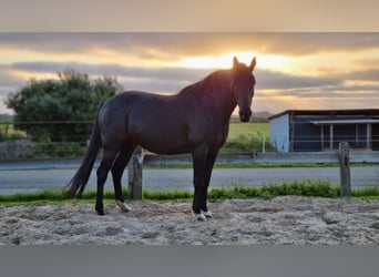 Turco/Kabardino, Caballo castrado, 17 años, 153 cm, Morcillo