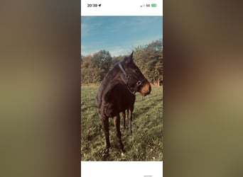 Turingio, Castrone, 5 Anni, 165 cm, Baio roano