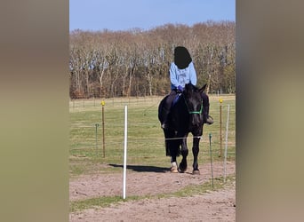 Turingio, Castrone, 5 Anni, 172 cm, Morello