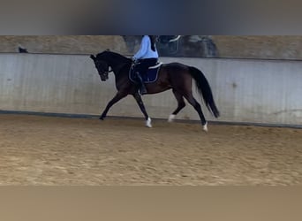 Turingio, Giumenta, 17 Anni, 163 cm, Baio