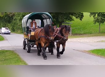 Turingiosassone da tiro, Giumenta, 4 Anni, 165 cm, Baio