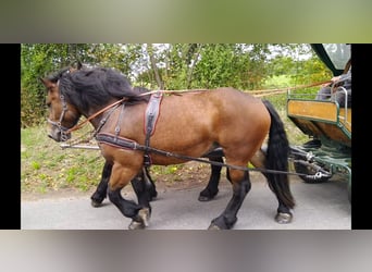 Turingiosassone da tiro, Giumenta, 4 Anni, 165 cm, Baio