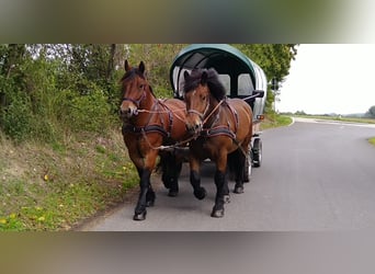 Turingiosassone da tiro, Giumenta, 4 Anni, 165 cm, Baio