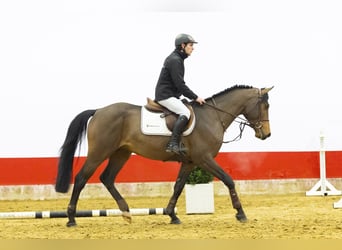 Turingiosassone da tiro, Stallone, 4 Anni, 165 cm