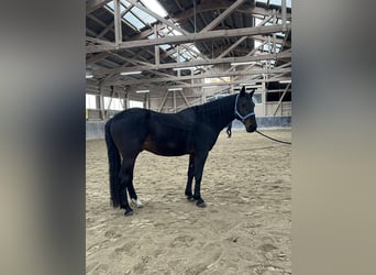 Turk, Hongre, 13 Ans, 160 cm, Bai brun