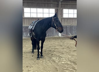 Turk, Hongre, 13 Ans, 160 cm, Bai brun
