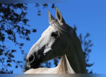 Turk, Hongre, 17 Ans, 150 cm, Gris moucheté