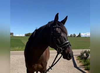 Turk, Hongre, 4 Ans, 160 cm, Noir