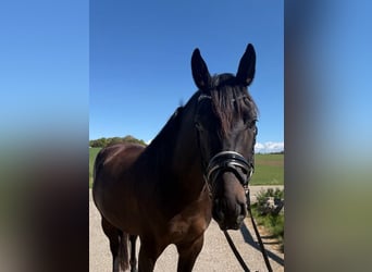 Turk, Hongre, 4 Ans, 162 cm, Noir