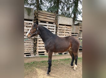 Turyngijski koń gorącokrwisty, Klacz, 1 Rok, 150 cm, Jasnogniada