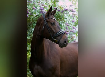 Turyngijski koń gorącokrwisty, Klacz, 6 lat, 168 cm, Ciemnogniada
