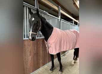 Turyngijski koń gorącokrwisty, Ogier, 6 lat, 164 cm, Skarogniada