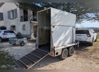 Paard Westfalia, 1200 kg, te schenken