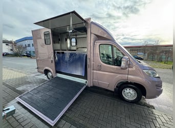TVW Paardenwagen voor hengst, 3,5 ton – Citroën Jumper – Slechts 30.000 km – Nieuwe keuring – Aircon