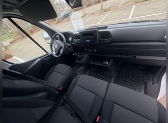 New Ultra-light 2 horse Renault Master horse truck