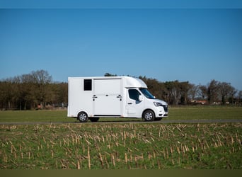 New Ultra-light 2 horse Renault Master horse truck