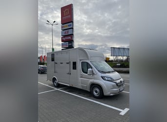 Peugeot Boxer 2024 paardentrailer, slechts 29.000 km, nieuwe opbouw - nog onder garantie