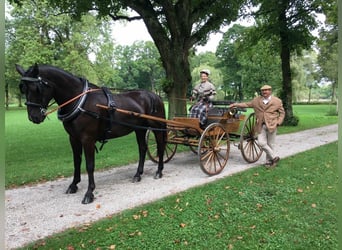 Historische Amerikaanse buggy (bouwjaar 1914) – gerestaureerd en rijvaardig – met wagenpaspoort