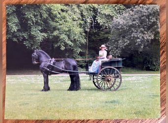 Historische koets - gouvernantewagen
