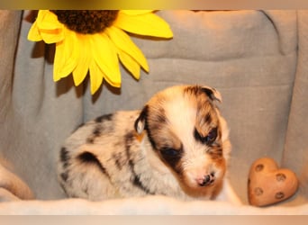 Border Collie Welpen aus Hütelinien 