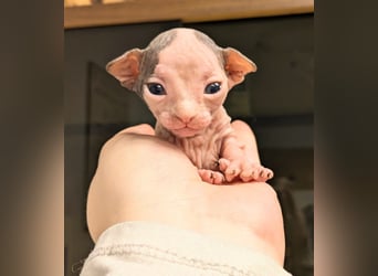 De haarloze schoonheid Sphynx