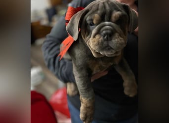 Engelse Bulldog-puppy's